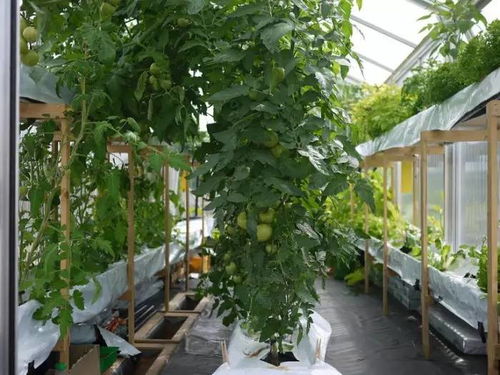 微生物的重要性