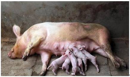 破局母猪体况难题：从采食到生殖营养的精益之道