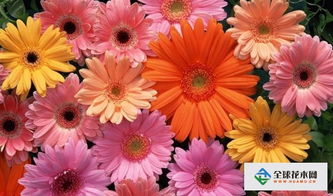 非洲菊种子小秘密：怎么从花中取出