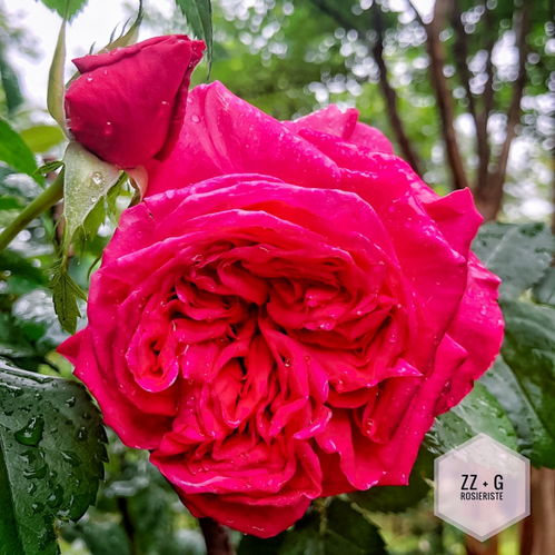 樱桃女孩月季的花期揭秘