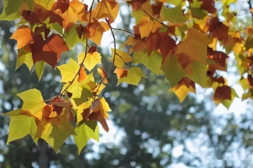 夏季：绿意盎然 清凉一夏