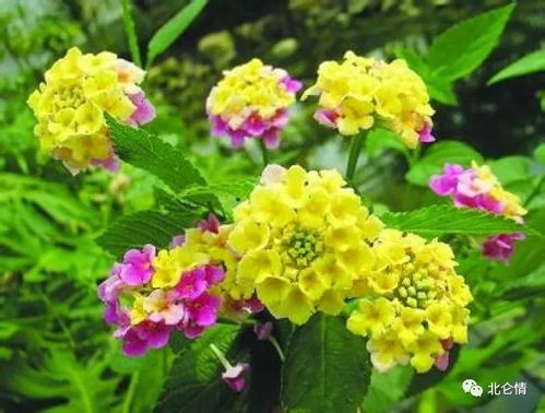 五色梅：七变花开