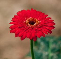 夏天种非洲菊，真的可行吗？揭秘高温发芽难题！