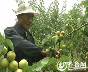 赵庄村大杏丰收，果农面临销售难题
