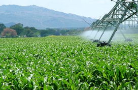 城市荒地的华丽变身：打造滨水花园的植物魔法
