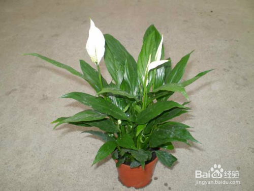 客厅耐阴植物选什么好？推荐你养这几种植物