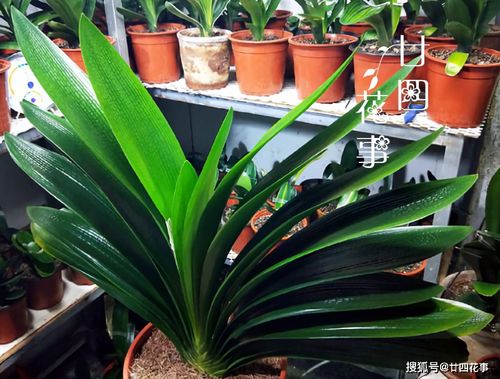 天堂鸟换盆后几天内需要浇水？