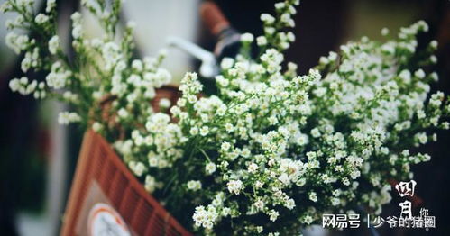 “满天星花图片大全，唯美小清新美图尽收眼底