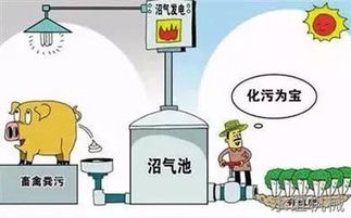 猪粪如何转化为有机肥？