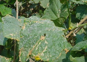 有机蔬菜， geng健康