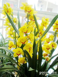 蜘蛛兰：绿叶中的精灵