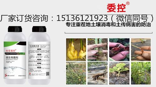 多菌灵：草莓根腐病的“救星”吗？