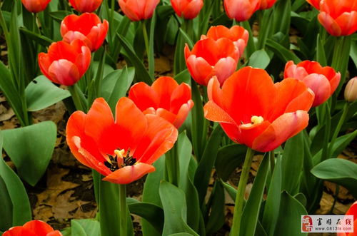 郁金香：爱情的故事