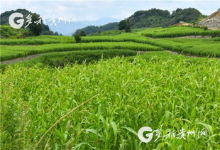 薏米亩产低，咋办呢？提高产量增收3000元，我有妙招！