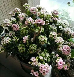 长寿花怎么养才能快速爆盆？有哪些技巧和注意事项