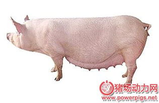 不用B超，如何鉴别母猪是否怀孕呢？