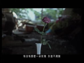 凋谢玫瑰诉离殇，淡淡忧伤寄深情