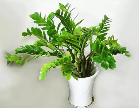 室内阴暗角落的绿意点缀：喜阴植物的挑选