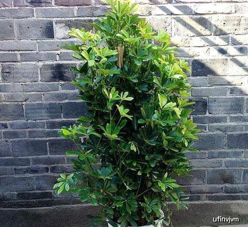 鸭脚木扦插方法是什么？如何提高成活率