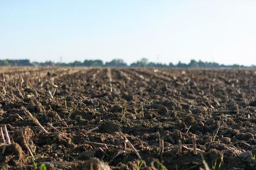 带土球苗木栽植小技巧，保你成活率翻倍！