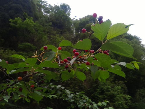 大青叶野樱桃种子揭秘