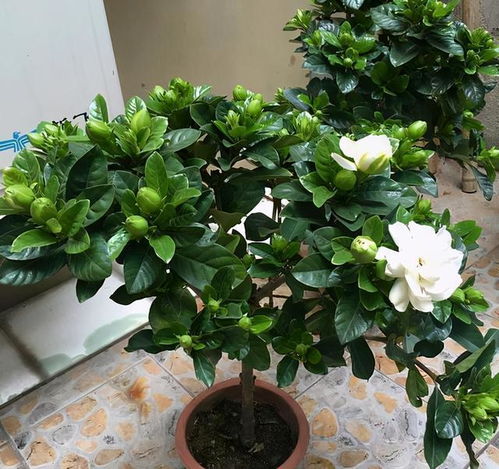 栀子花花期如何控制？掌握这几种技巧