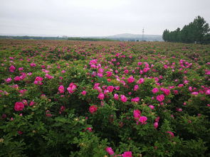四季玫瑰种植指南