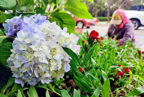 南京王师傅的失败案例