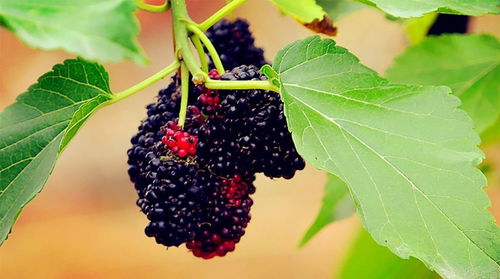 紫藤花，那美丽的小东西，嫩吃吗？