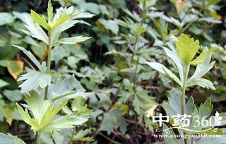 耳草喜野生，适于山地、林缘