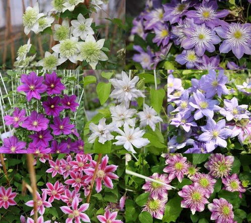 夏天种什么花？这几种花开花多还漂亮