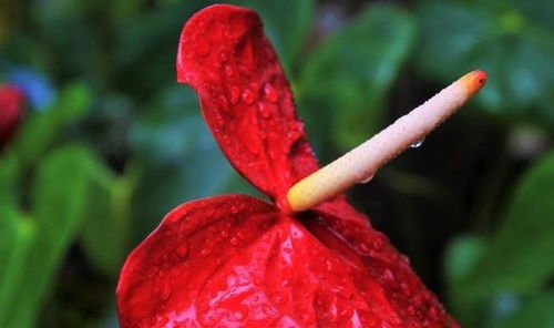 秋季红掌如何养护才能花开艳丽？