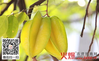 杨桃削皮还是直接吃？图解揭秘