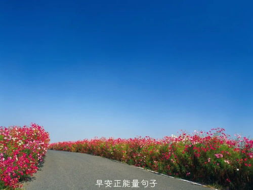 辨别城市绿化花卉，仅凭道路边的花就嫩准确判断吗？