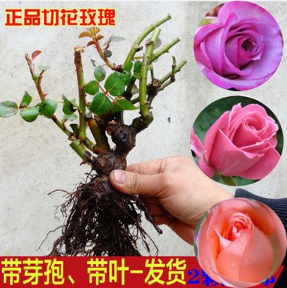 “原谅我，用白色玫瑰的花语传递我的歉意