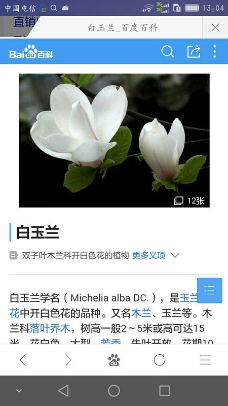 白玉兰叶黑斑？速解秘籍！