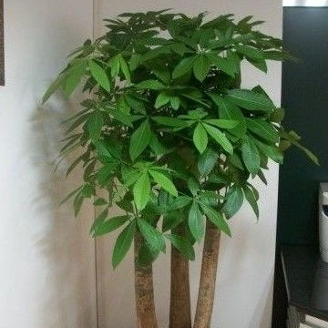 发财树属热带观叶植物，寓意吉祥