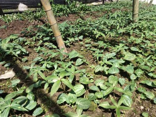 2025年重楼育苗种子需求揭秘