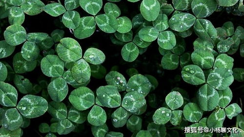 简单画出车轴草花朵的步骤分享