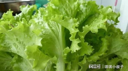 香菜种子发芽慢？这份种植指南揭秘秘诀