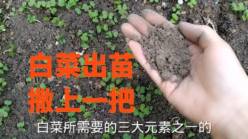 五、虫害防治，保护幼苗