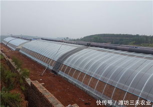 温室大棚蔬菜的农药残留问题