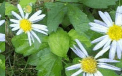 栀子花具有清热解毒、凉血消肿的功效