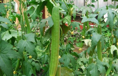 玉米饼种植：病虫害防治的农药选择指南