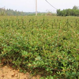 苗木的胸径测量：字母D的重要性