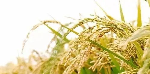 作物病害防治中的哒唑醚菌酯