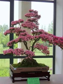 杜鹃单杆造型， 园艺艺术的一种体现