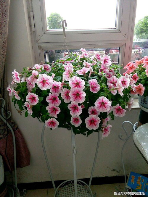 菊花小科普：花中皇后 美得不要不要的