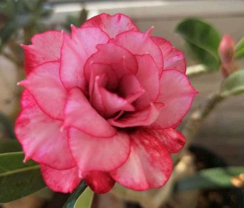 月季：养护的学问