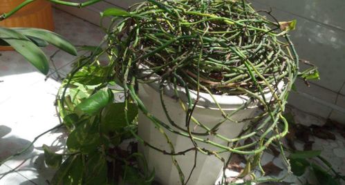 松树盆栽土壤配置小常识